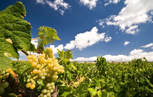 Radio Pag Ministarstvo poljoprivrede obavijest vinogradarima