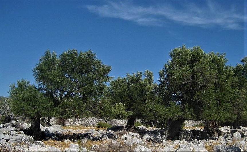 Približava se berba maslina-Na otoku Pagu urod bi mogao biti manji nego prošle godine