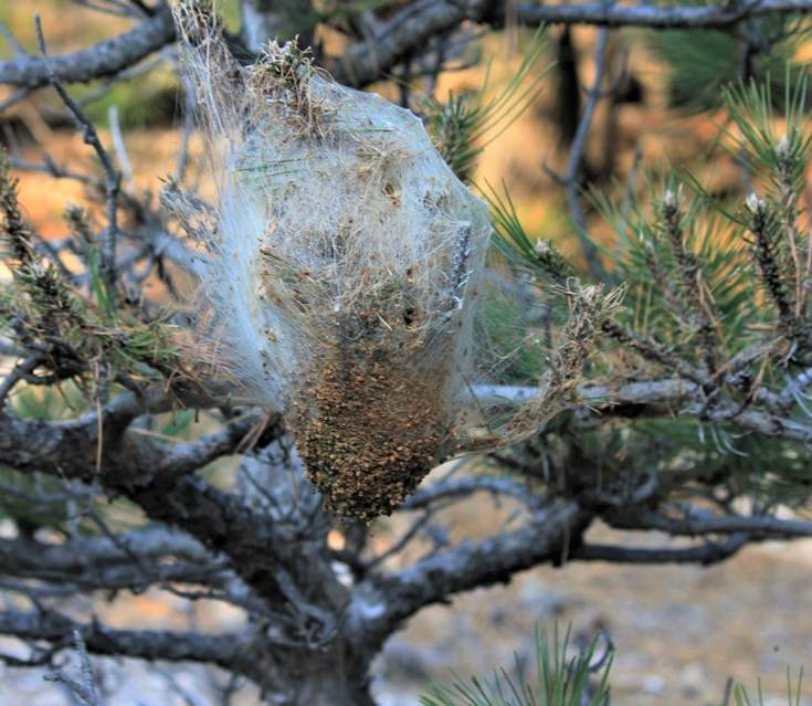 Šumicu uz cestu do Kiršine napao borov prelac