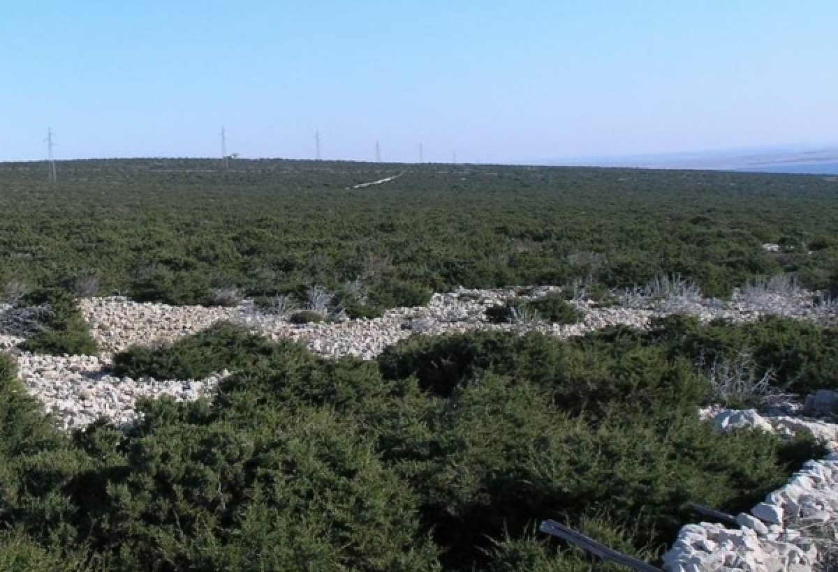 Državno šumsko zemljište stočarima u zakup na 10 godina