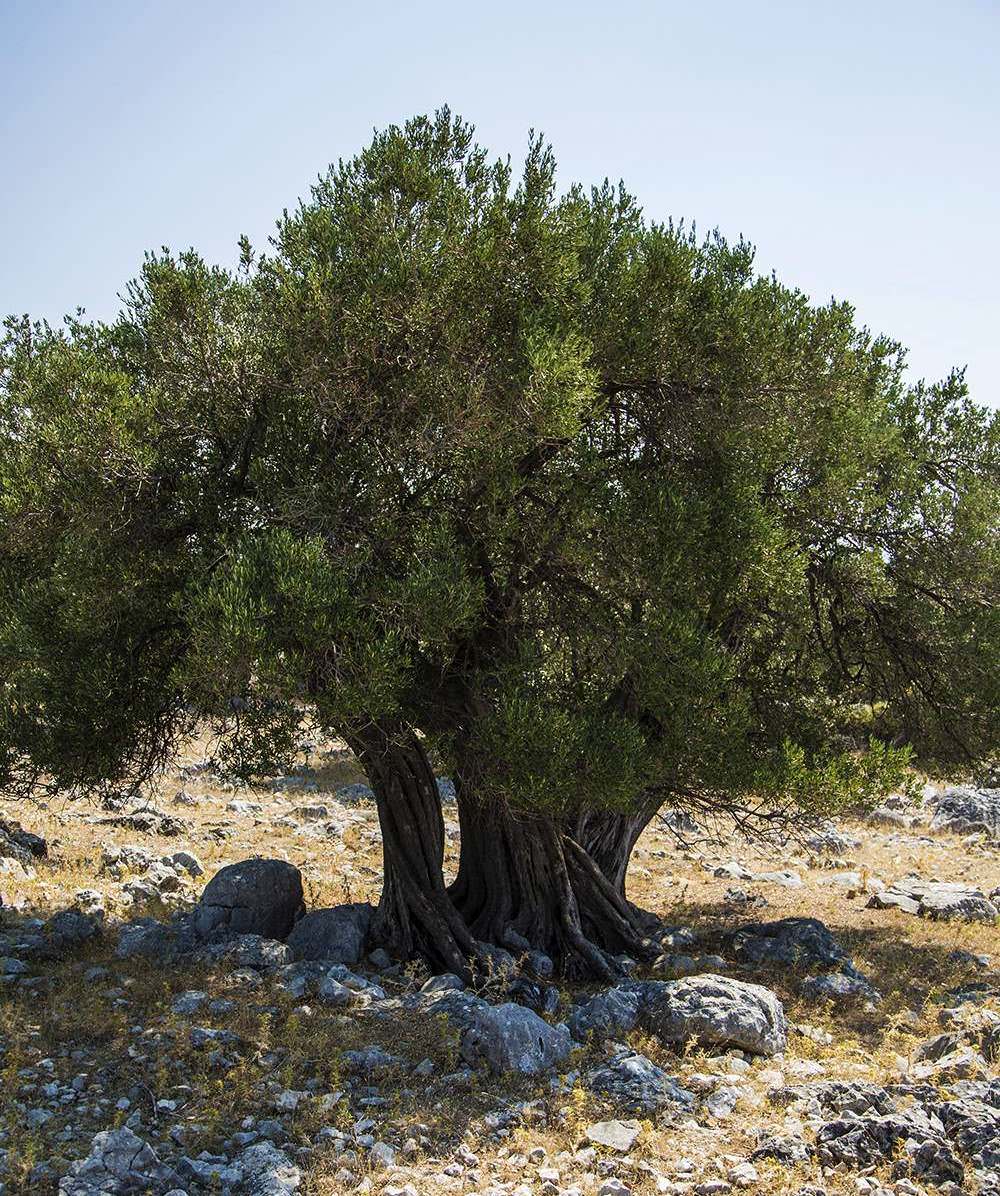 Ministarstvo poljoprivrede-Obavijest maslinarima
