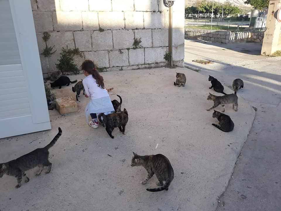 Pag: Inicijativa Paške šapice za mace lutalice