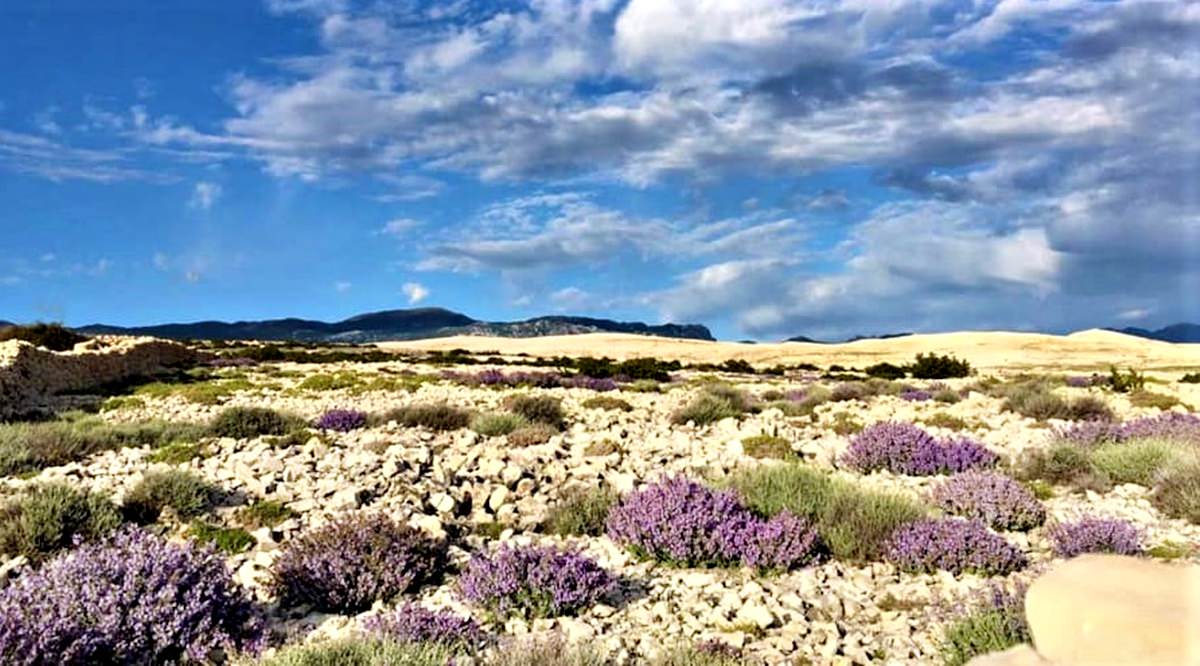 Udruga Veli škoj Zubovići: Molba nesavjesnim beračima, čupačima kadulje, berite nadzemni dio, nemojte čupat korijenje!