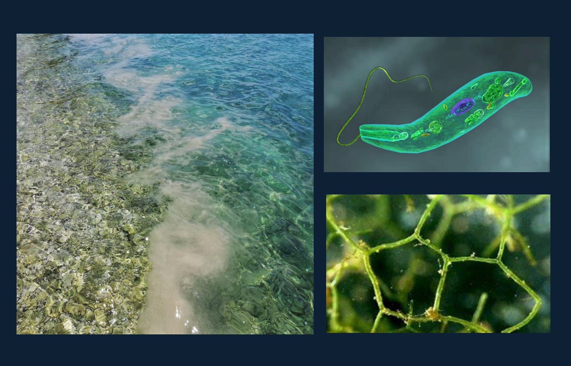 More uz otok Pag procvjetalo, osobito u manjim uvalama, ali cvjetanje mora je prirodna i bezopasna pojava