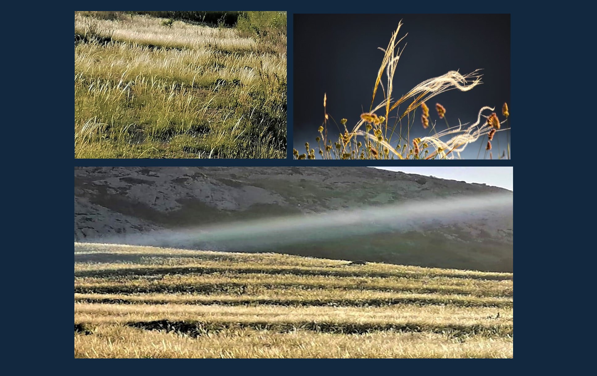 Letinice (kovilje) u svibnju i lipnju ukrašavaju krajolik otoka Paga