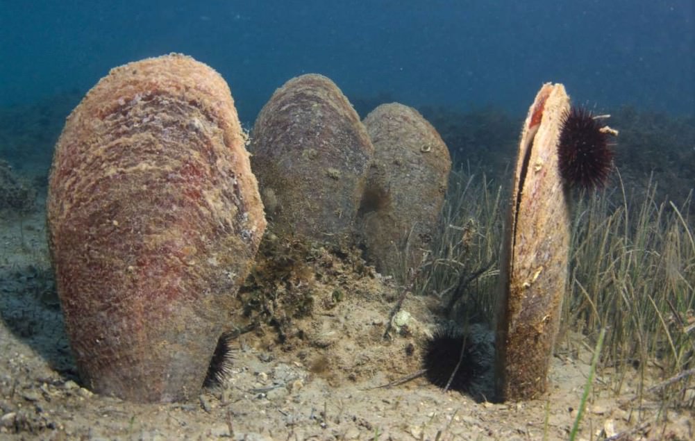 Pozivaju se građani da dojave lokacije na kojima su opažene žive jedinke plemenitih periski