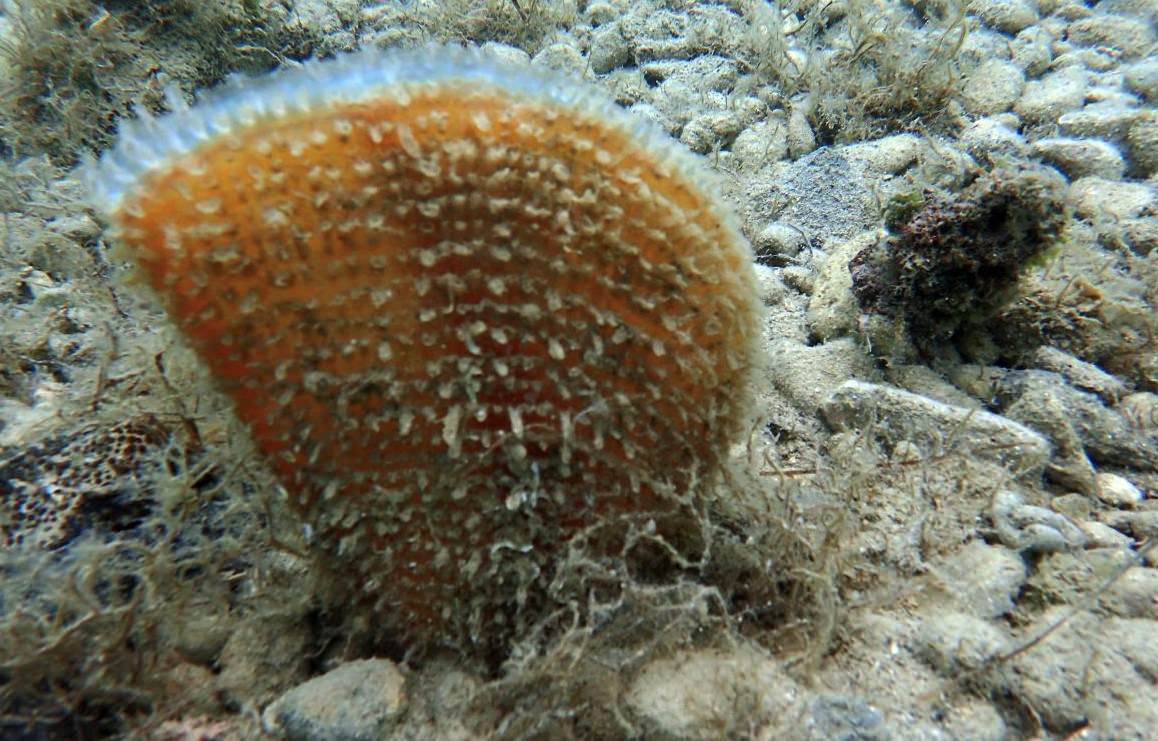 U akvatoriju otoka Paga viđene žive periske, što bi moglo značiti njihovo obnavljanje nakon pomora