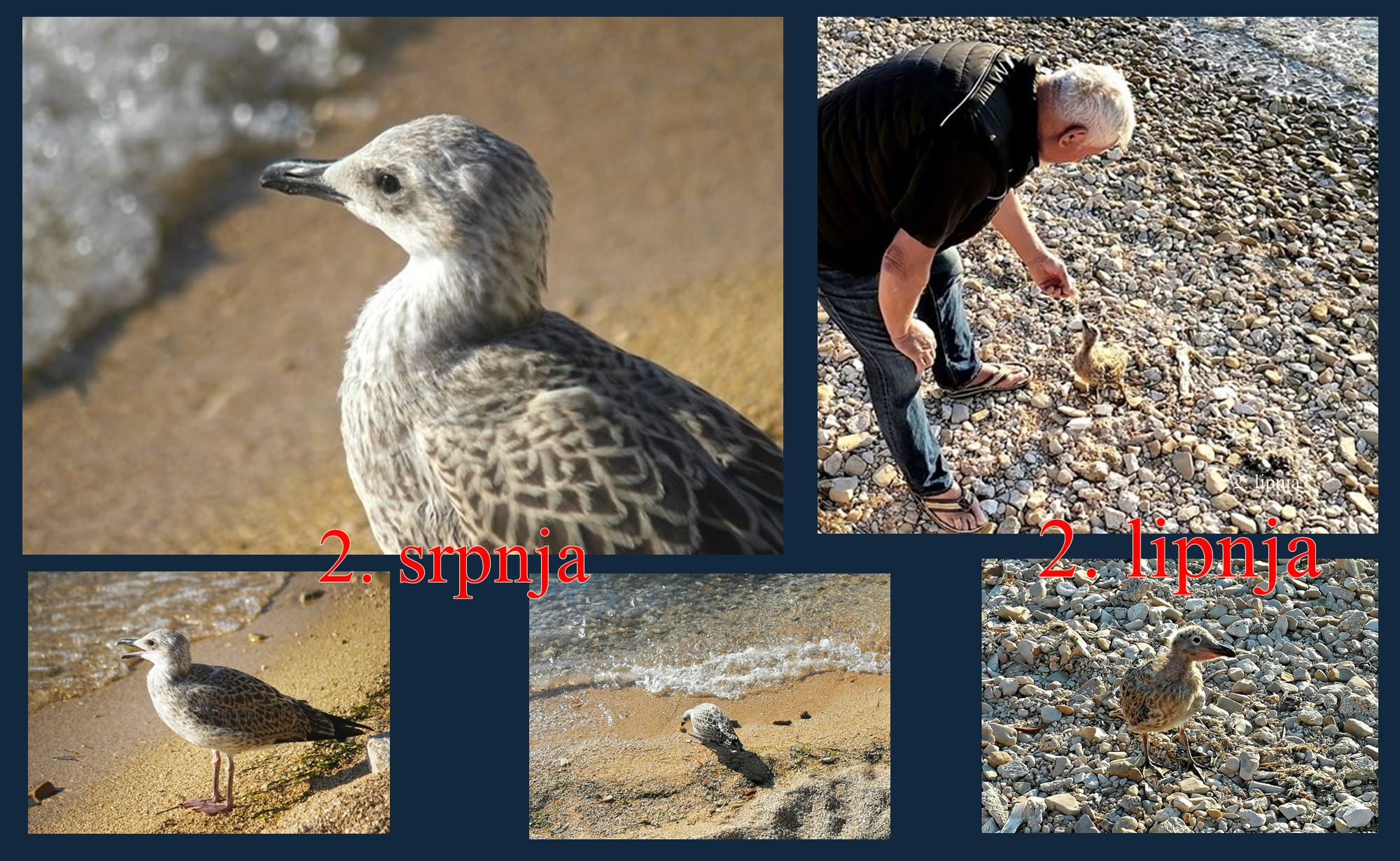 Mladi galeb kojeg je, poslije bure pronašao i spasio ribar Zoran Fabijanić, postao je ljubimac turista