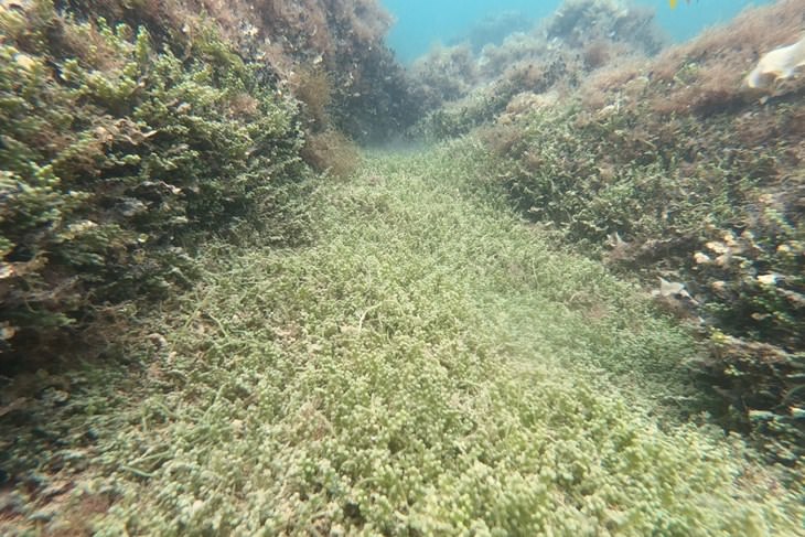 Invazivna toksična alga širi se Jadranskim morem i uništava autohtone vrste