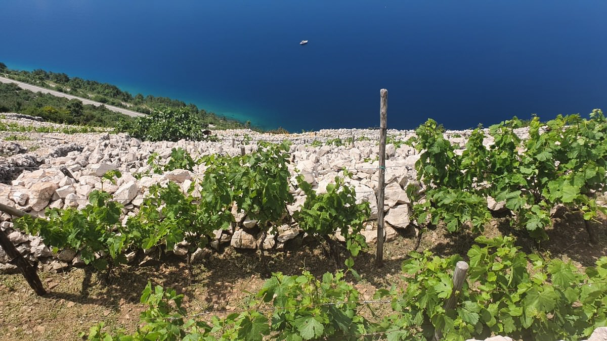 U tijeku je intrada, berba grožđa na otoku Pagu