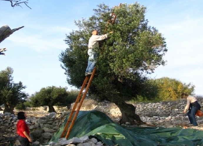 Ove godine na Pagu zbog suše manji urod maslina