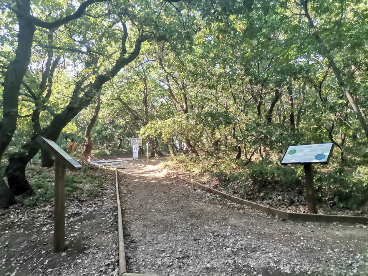 Pag: Impresivan krajolik šume Dubrava posjećuju mnogi ljubitelji prirode