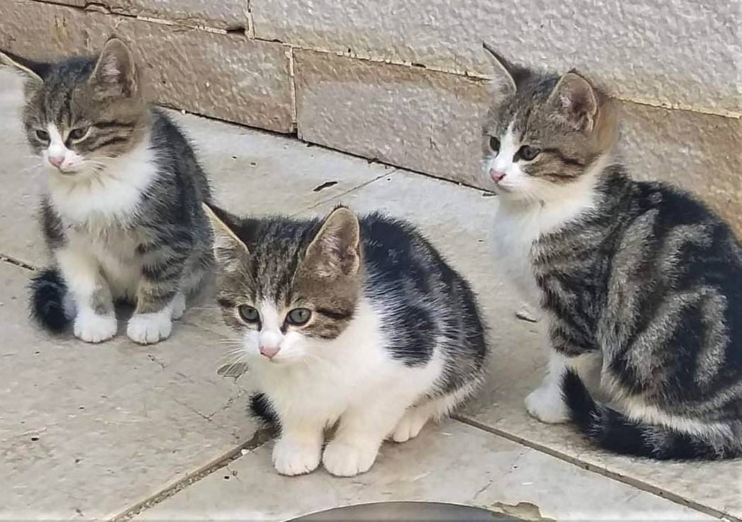 Gradonačelnik Fabijanić: Grad Pag će financirati sterilizaciju mačaka