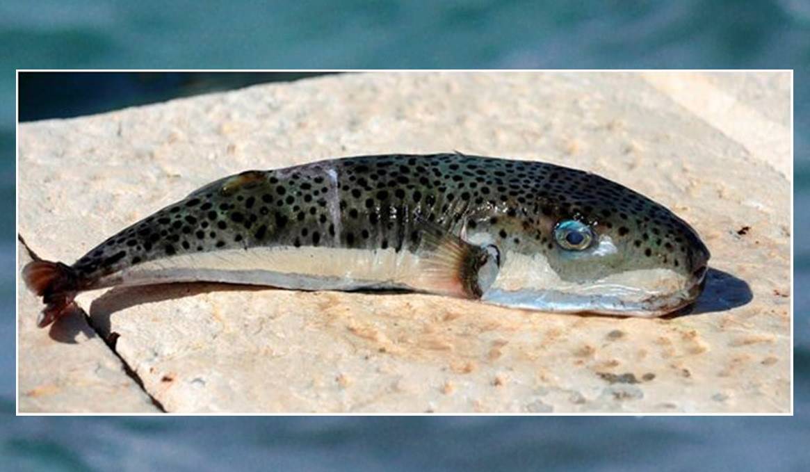 U Jadranskom moru pojavila se vrlo otrovna riba srebrenopruga napuhača