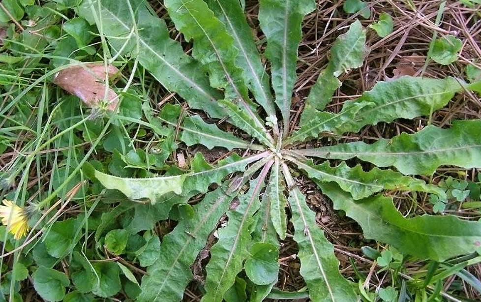 Žutenica je nekada na Pagu bila omiljena sezonska namirnica