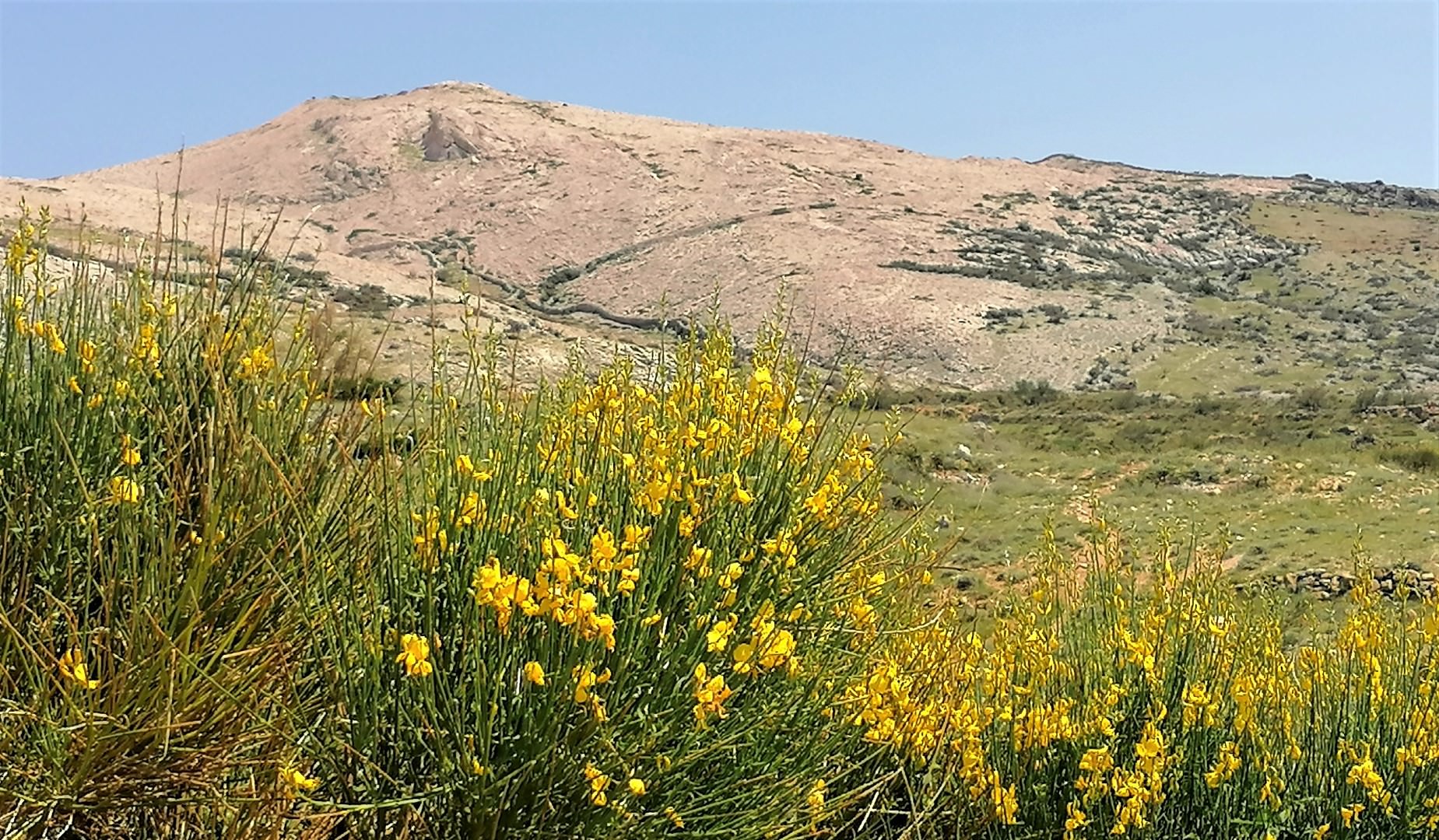 Na Pagu je procvjetala beneštra-Nekada se vjerovalo kako ima neobičnu moć