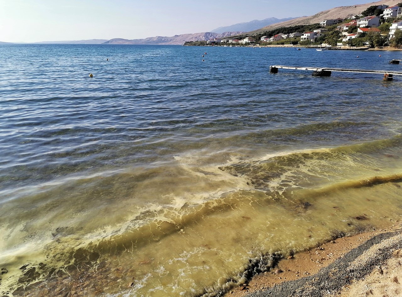 U Paškoj uvali je procvjetalo more, a to je sezonska, prirodna pojava