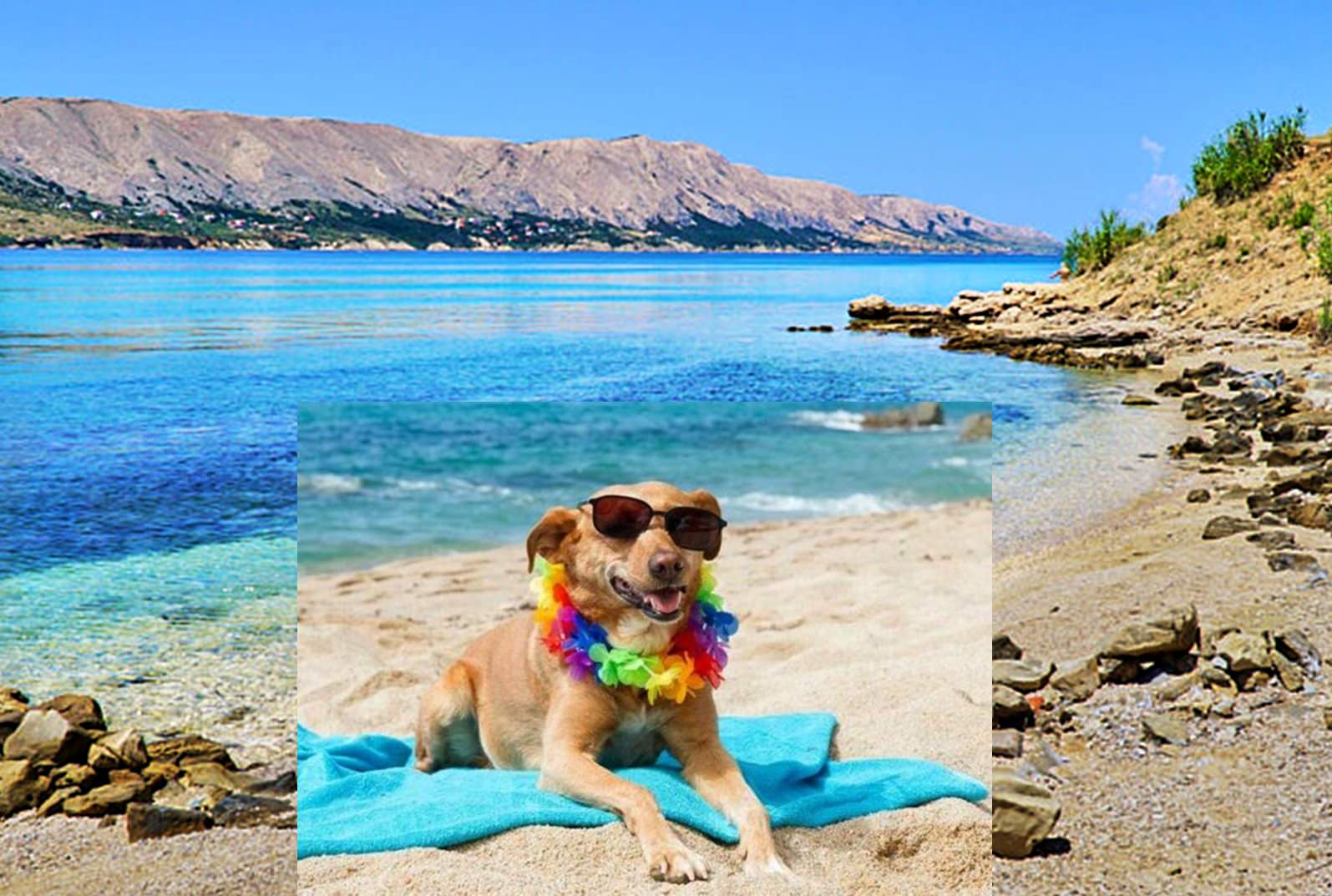 U Pagu, na Bašaci, bit će plaža za pse, kućne ljubimce