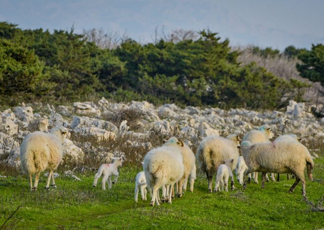 Udruga proizvođača paškog sira: Pozivamo uzgajivače ovaca na odgovornost i razum