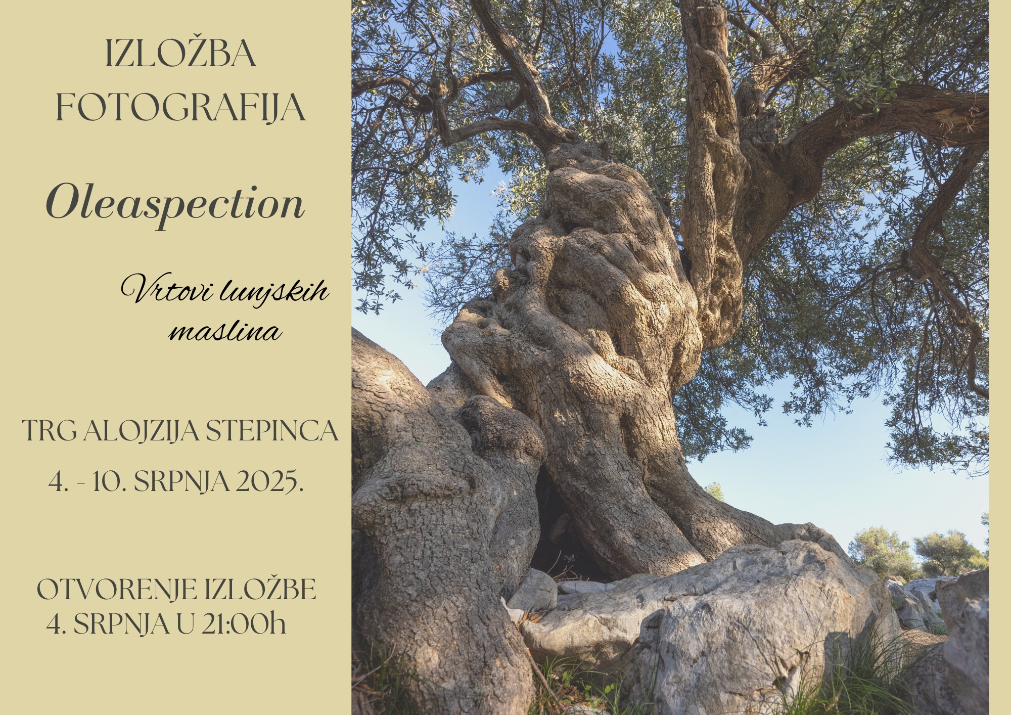 Novalja: Izložba fotografija Oleaspection: Vrtovi lunjskih maslina