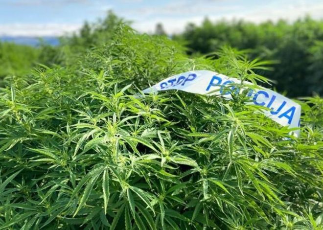 Na Pagu oduzeta marihuana i stabljike indijske konoplje