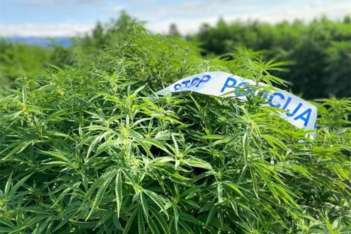 Na Pagu oduzeta marihuana i stabljike indijske konoplje