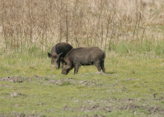 Kaznena prijava za lov bez dozvole s nedopuštenim oružjem
