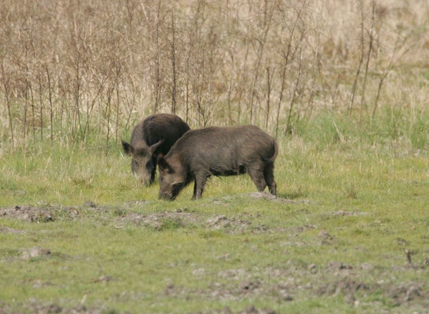 Kaznena prijava za lov bez dozvole s nedopuštenim oružjem