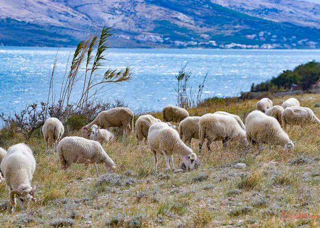 Obavijest o održavanju On-line radionica za podnošenje Jedinstvenog zahtjeva 2026