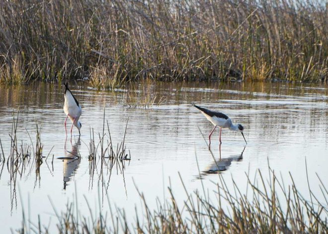 JU Natura Jadera na Pagu je provela projekt Zimskog prebrojavanja ptica vodarica