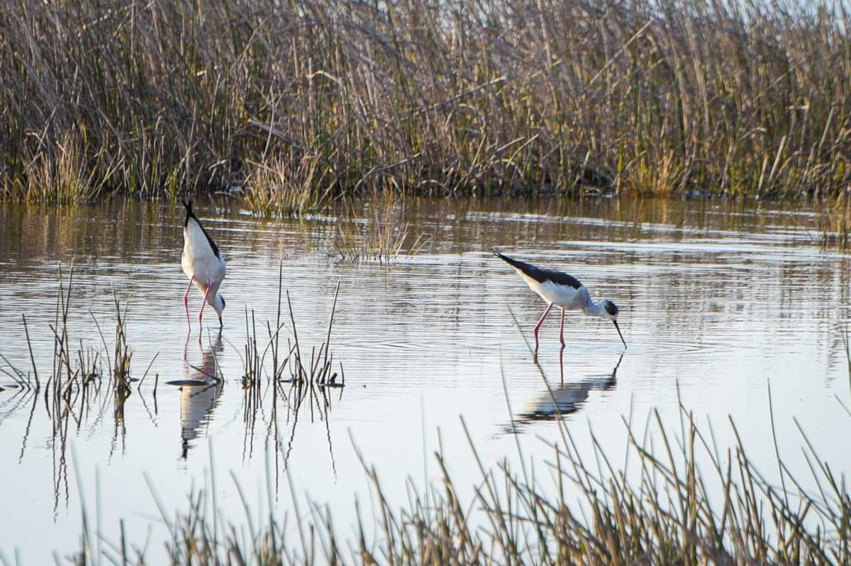 JU Natura Jadera na Pagu je provela projekt Zimskog prebrojavanja ptica vodarica