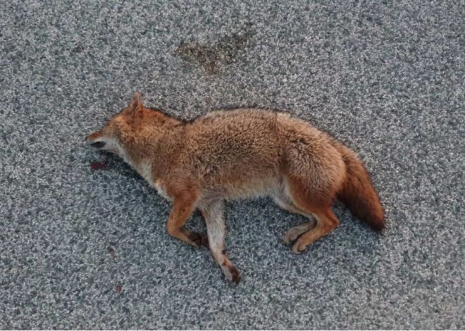 Paški ovčari podržali odluku Općine Kolan o nagrađivanju odstrela čaglja