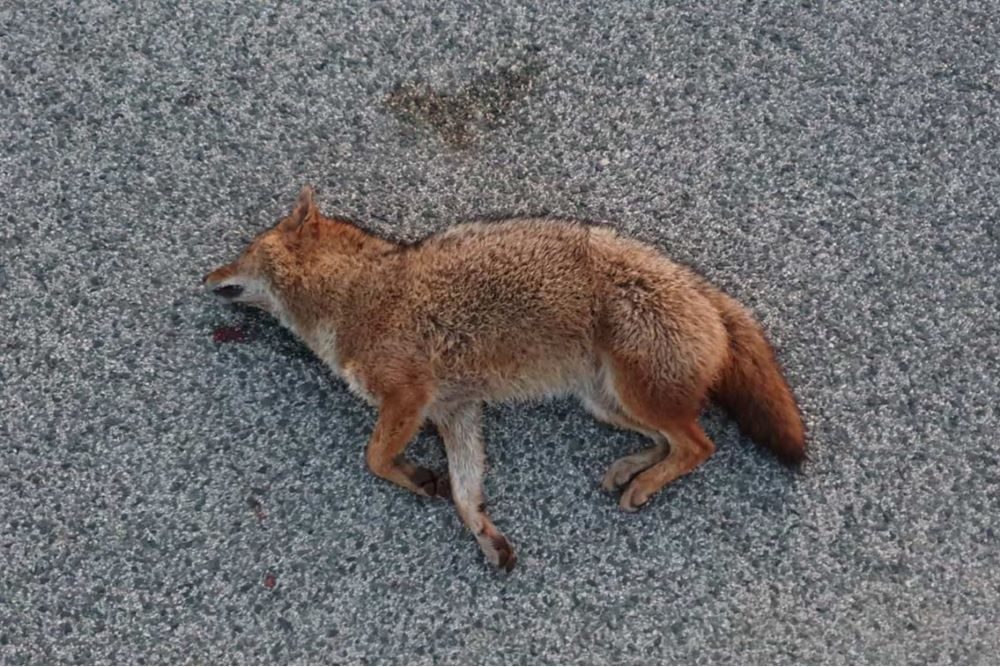 Paški ovčari podržali odluku Općine Kolan o nagrađivanju odstrela čaglja