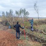 radionica rezidbe maslina radionica rezidbe maslina