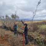 radionica rezidbe maslina radionica rezidbe maslina