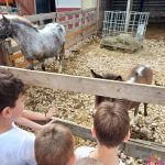 TIĆI NA RANČ PONYLAND